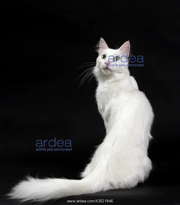  : Cat Turkish Angora