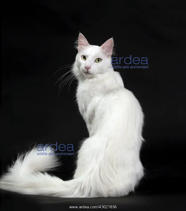  : Cat Turkish Angora
