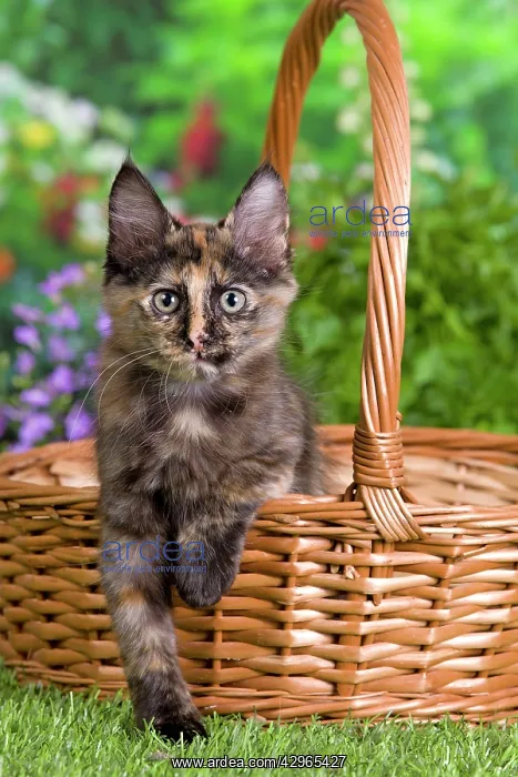  : Cat - Turkish Angora - in basket