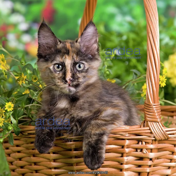  : Cat - Turkish Angora - in basket