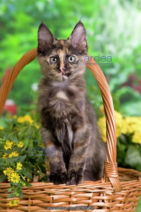  : Cat - Turkish Angora - in basket