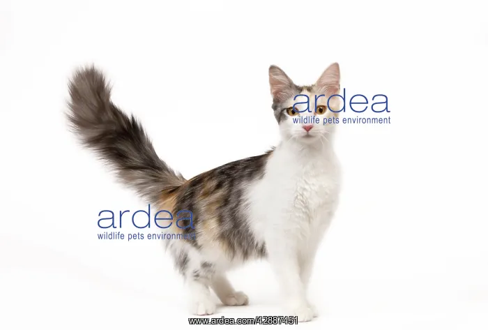 : Cat - Turkish Angora - Blacksilver mackerel tortie : Cat - Turkish Angora - Blacksilver mackerel tortie