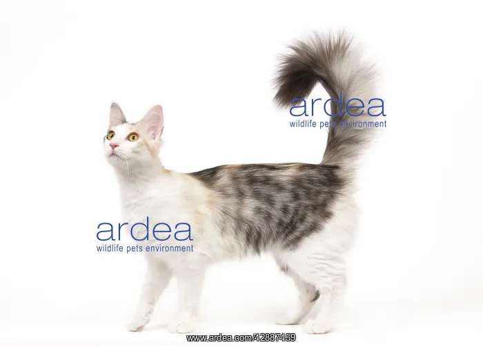 : Cat - Turkish Angora - Blacksilver mackerel tortie : Cat - Turkish Angora - Blacksilver mackerel tortie