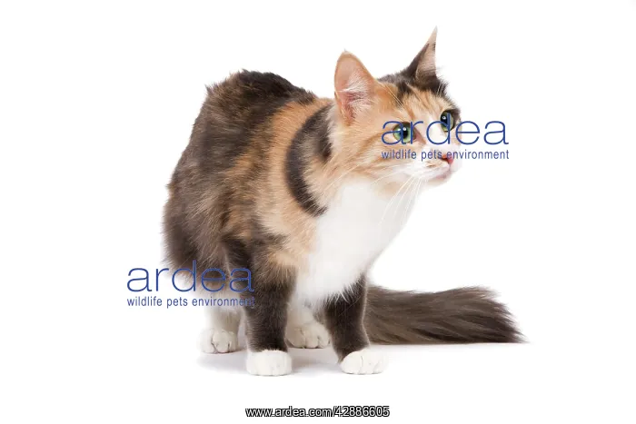  : Cat - Turkish Angora - Blue cream & white