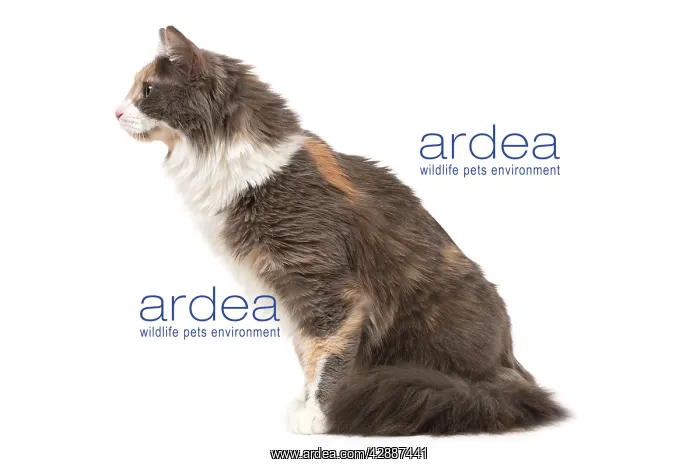 : Cat - Turkish Angora - Blue cream & white : Cat - Turkish Angora - Blue cream & white
