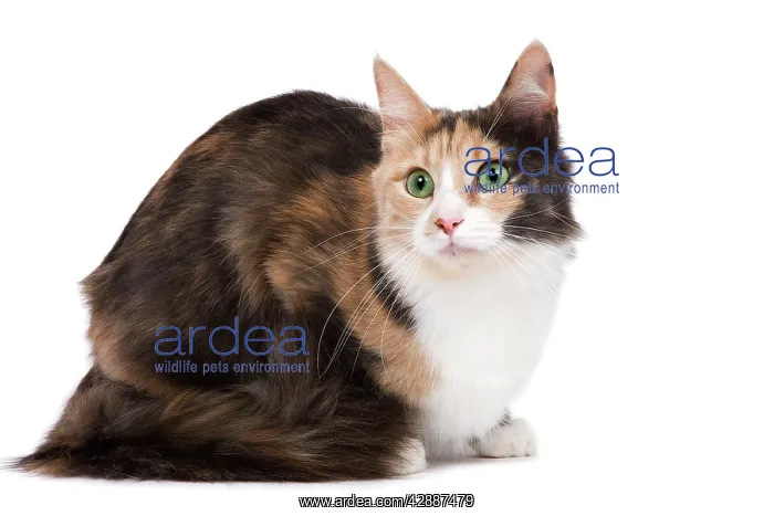 : Cat - Turkish Angora - Blue cream & white in studio : Cat - Turkish Angora - Blue cream & white in studio