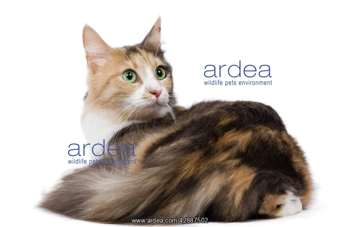 : Cat - Turkish Angora - Blue cream & white in studio : Cat - Turkish Angora - Blue cream & white in studio
