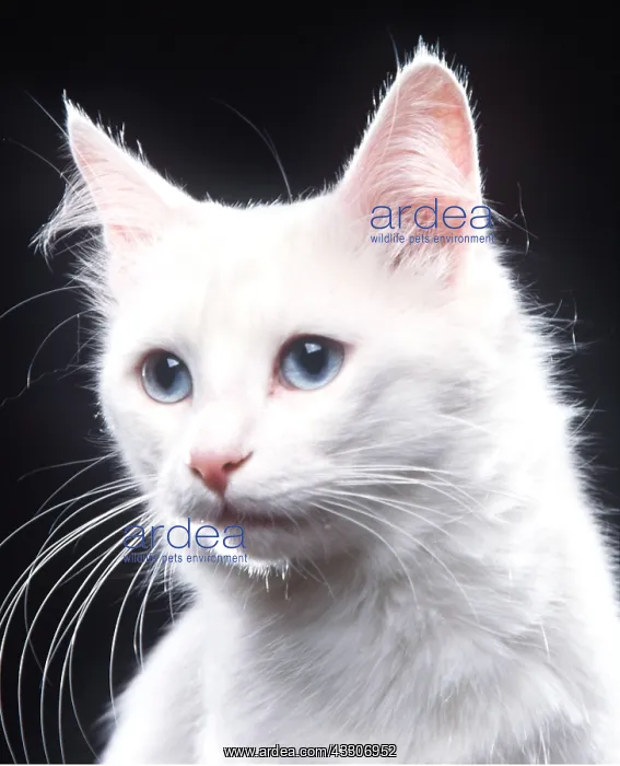 : CAT - TURKISH ANGORA BLUE EYES : CAT - TURKISH ANGORA BLUE EYES
