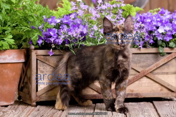  : Cat - Turkish Angora kitten