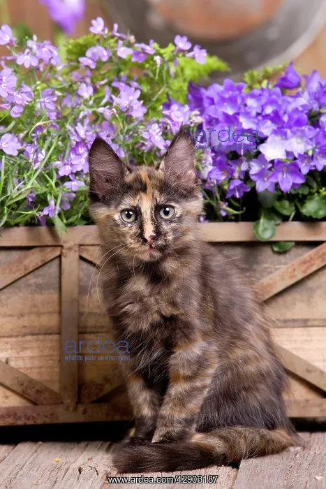  : Cat - Turkish Angora kitten
