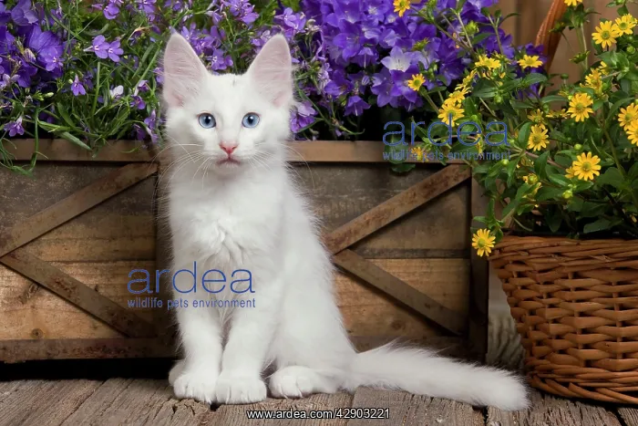  : Cat - Turkish Angora kitten