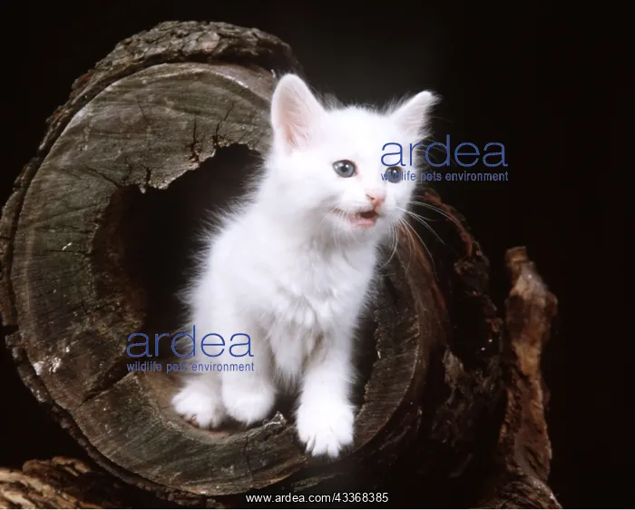 : CAT- Turkish angora kitten with blue eyes : CAT- Turkish angora kitten with blue eyes