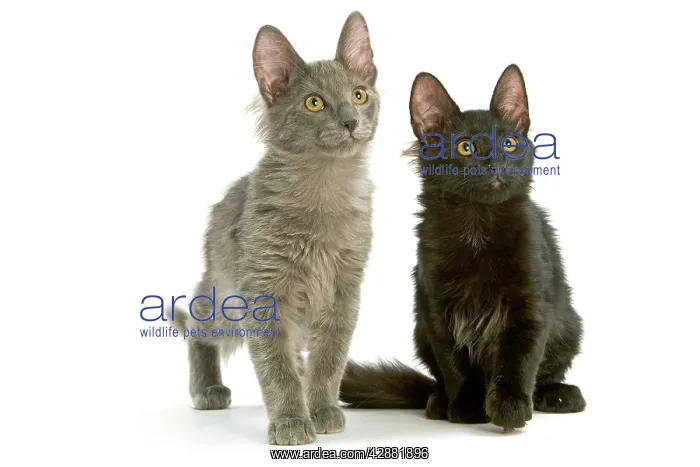  : Cat - Turkish Angora kittens
