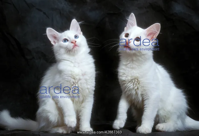  : Cat - two Turkish Angora Kittens