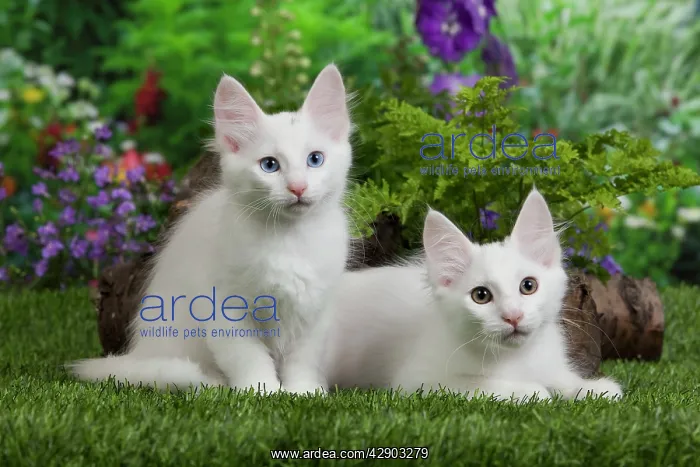 : Cat - Turkish Angora kittens : Cat - Turkish Angora kittens