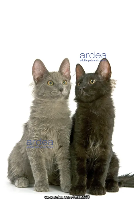  : Cat - Turkish Angora Kittens in studio