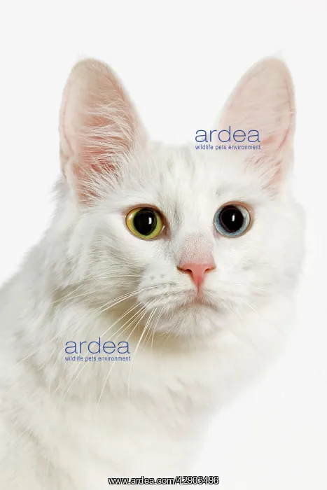  : Cat - Turkish Angora with odd eyes in studio