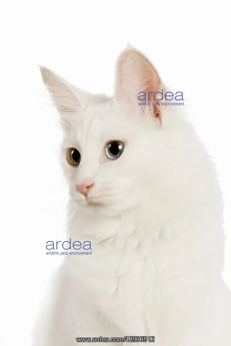  : Cat - Turkish Angora with odd eyes in studio
