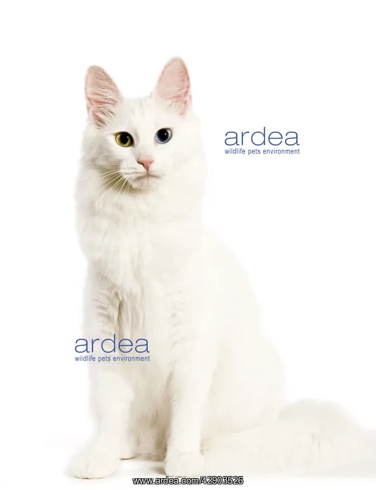  : Cat - Turkish Angora with odd eyes in studio
