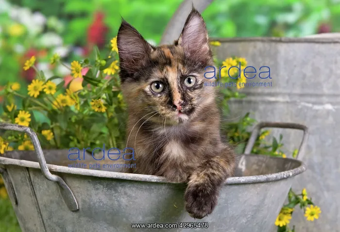  : Cat - Turkish Angora - in old tin pot