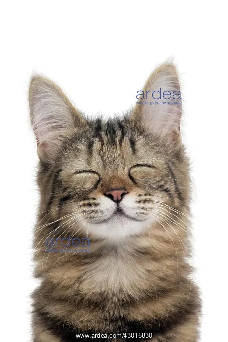 : Cat Turkish Angora portrait smiling. Digital Manipulation : Cat Turkish Angora portrait smiling. Digital Manipulation