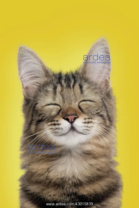 : Cat Turkish Angora portrait smiling. Digital Manipulation : Cat Turkish Angora portrait smiling. Digital Manipulation