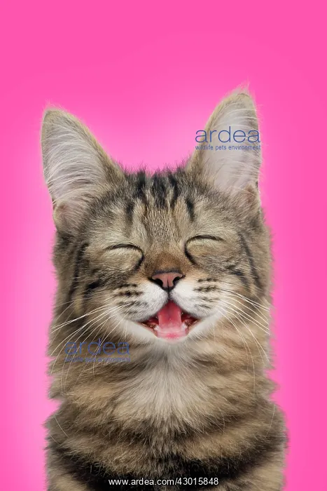 : Cat Turkish Angora portrait smiling / laughing : Cat Turkish Angora portrait smiling / laughing