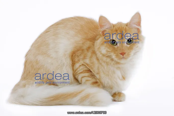 : Cat - Turkish Angora - red mackerel tabby in studio : Cat - Turkish Angora - red mackerel tabby in studio