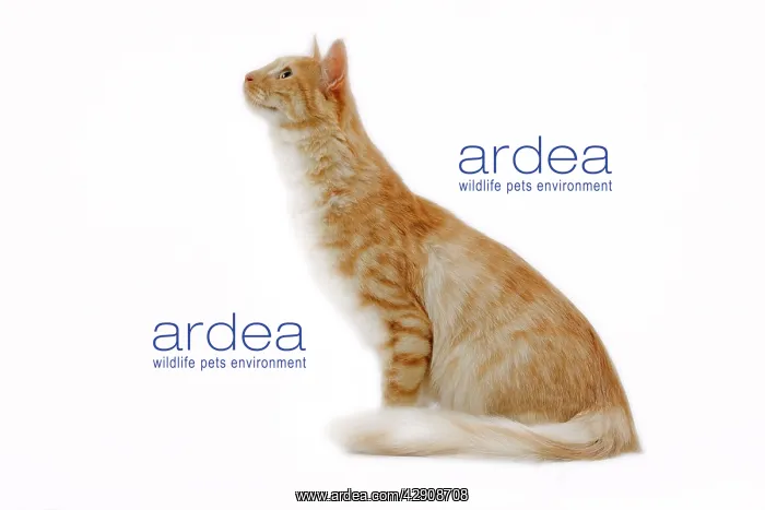 : Cat - Turkish Angora - red mackerel tabby in studio : Cat - Turkish Angora - red mackerel tabby in studio