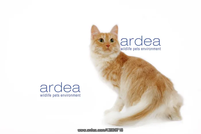 : Cat - Turkish Angora - red mackerel tabby in studio : Cat - Turkish Angora - red mackerel tabby in studio