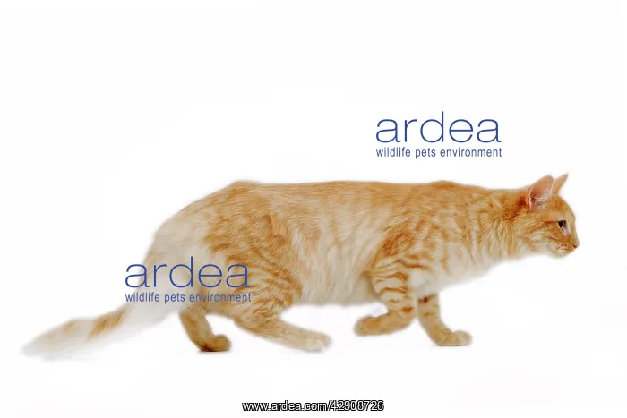 : Cat - Turkish Angora - red mackerel tabby in studio : Cat - Turkish Angora - red mackerel tabby in studio
