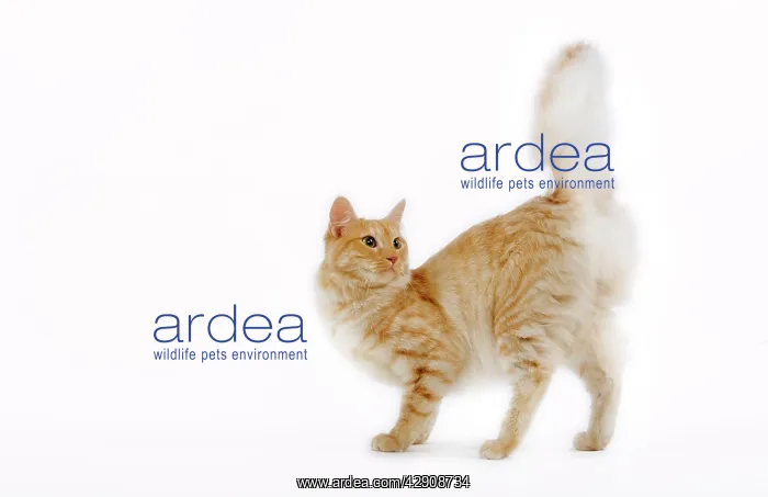 : Cat - Turkish Angora - red mackerel tabby in studio : Cat - Turkish Angora - red mackerel tabby in studio