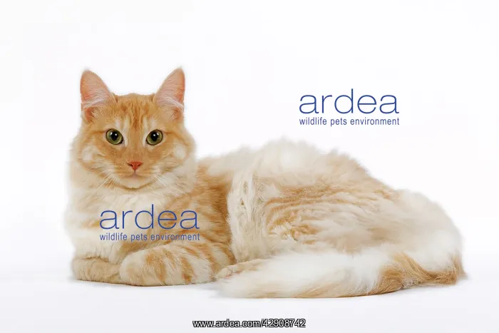  : Cat - Turkish Angora - red mackerel tabby in studio