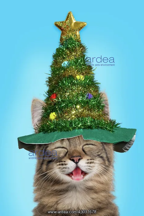 : Cat, Turkish Angora smiling / laughing wearing Christmas : Cat, Turkish Angora smiling / laughing wearing Christmas