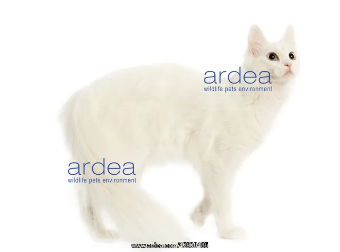  : Cat - Turkish Angora in studio