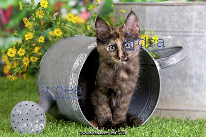  : Cat - Turkish Angora - in watering can