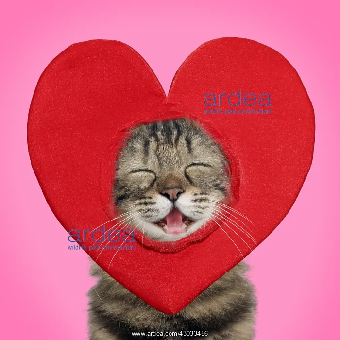 : Cat, Turkish Angora, wearing heart hat / headwear : Cat, Turkish Angora, wearing heart hat / headwear