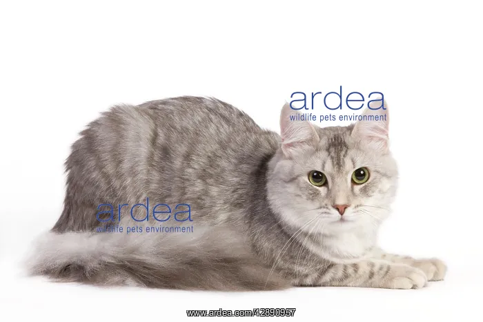  : Cat - Turkish Blue Silver Mackerel Tabby