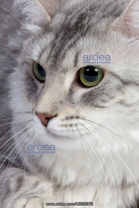  : Cat - Turkish Blue Silver Mackerel Tabby