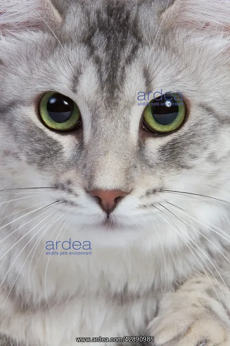  : Cat - Turkish Blue Silver Mackerel Tabby