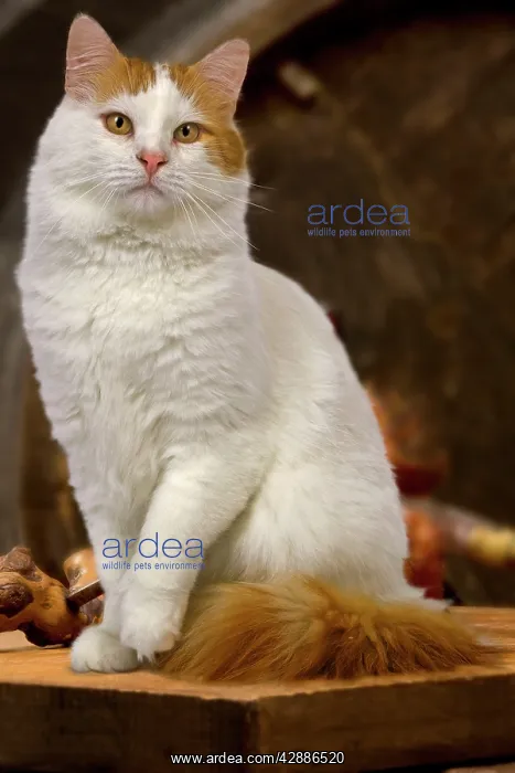  : Cat - Turkish Van