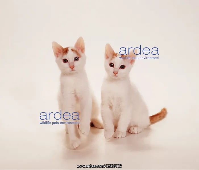 : CAT - Turkish Van Auborn kittens : CAT - Turkish Van Auborn kittens
