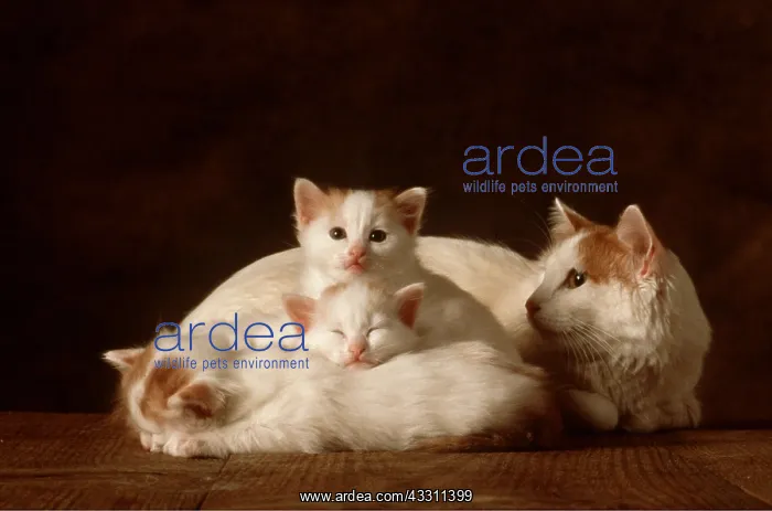 : CAT-TURKISH VAN AUBORN MOTHER & KITTENS : CAT-TURKISH VAN AUBORN MOTHER & KITTENS