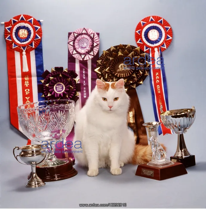 : CAT - TURKISH VAN BAZI With rosettes and trophies : CAT - TURKISH VAN BAZI With rosettes and trophies