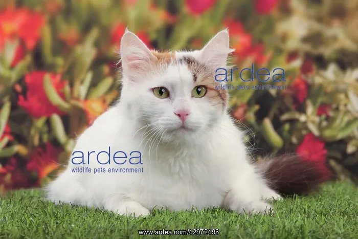  : Cat - Turkish Van  /  Cat Swimmer of Lake Van