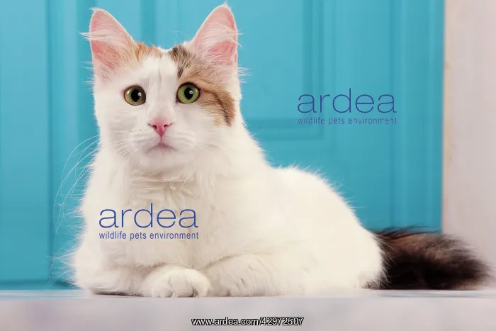  : Cat - Turkish Van  /  Cat Swimmer of Lake Van