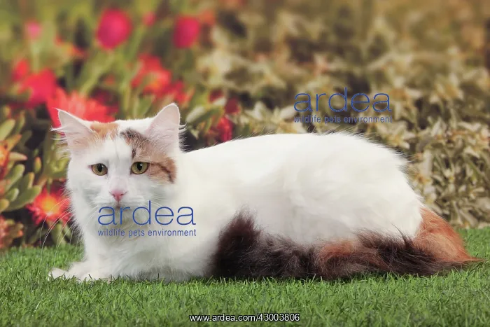  : Cat - Turkish Van  /  Cat Swimmer of Lake Van