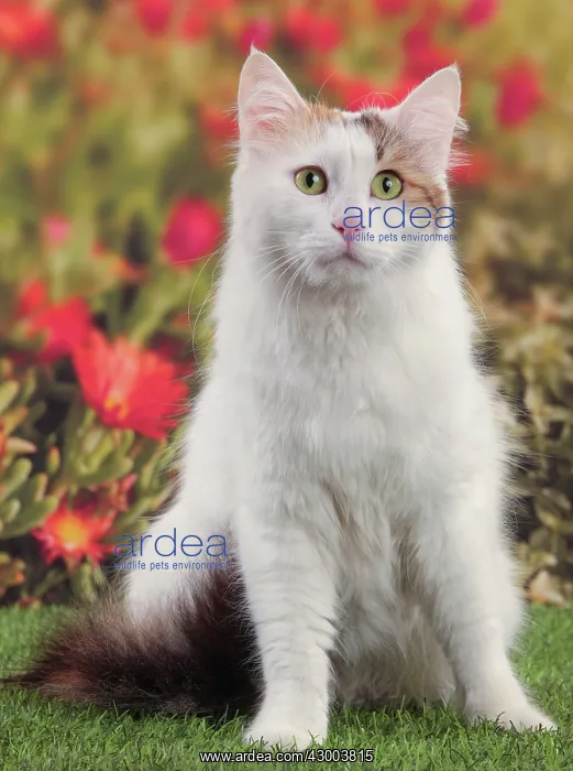 : Cat - Turkish Van  /  Cat Swimmer of Lake Van