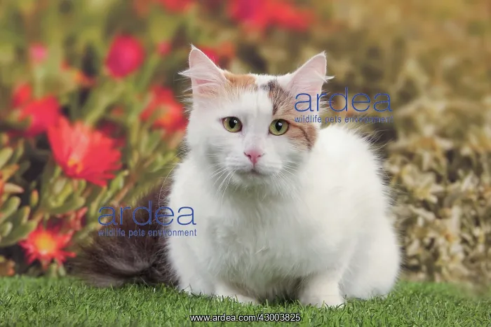  : Cat - Turkish Van  /  Cat Swimmer of Lake Van