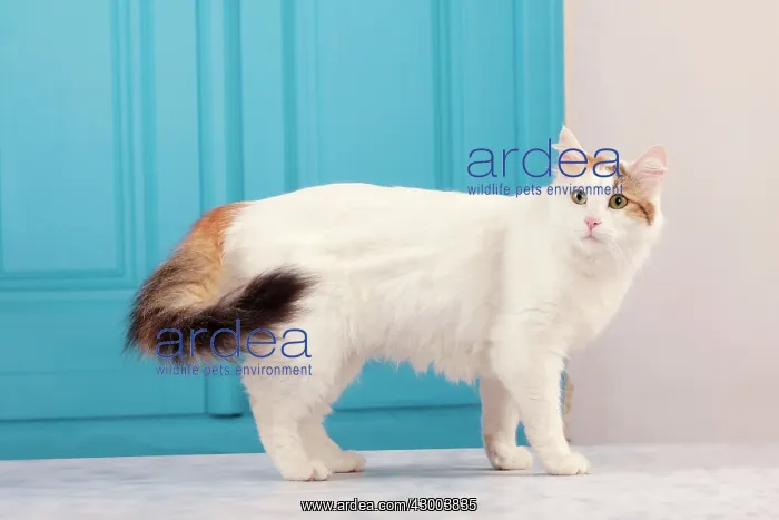  : Cat - Turkish Van  /  Cat Swimmer of Lake Van